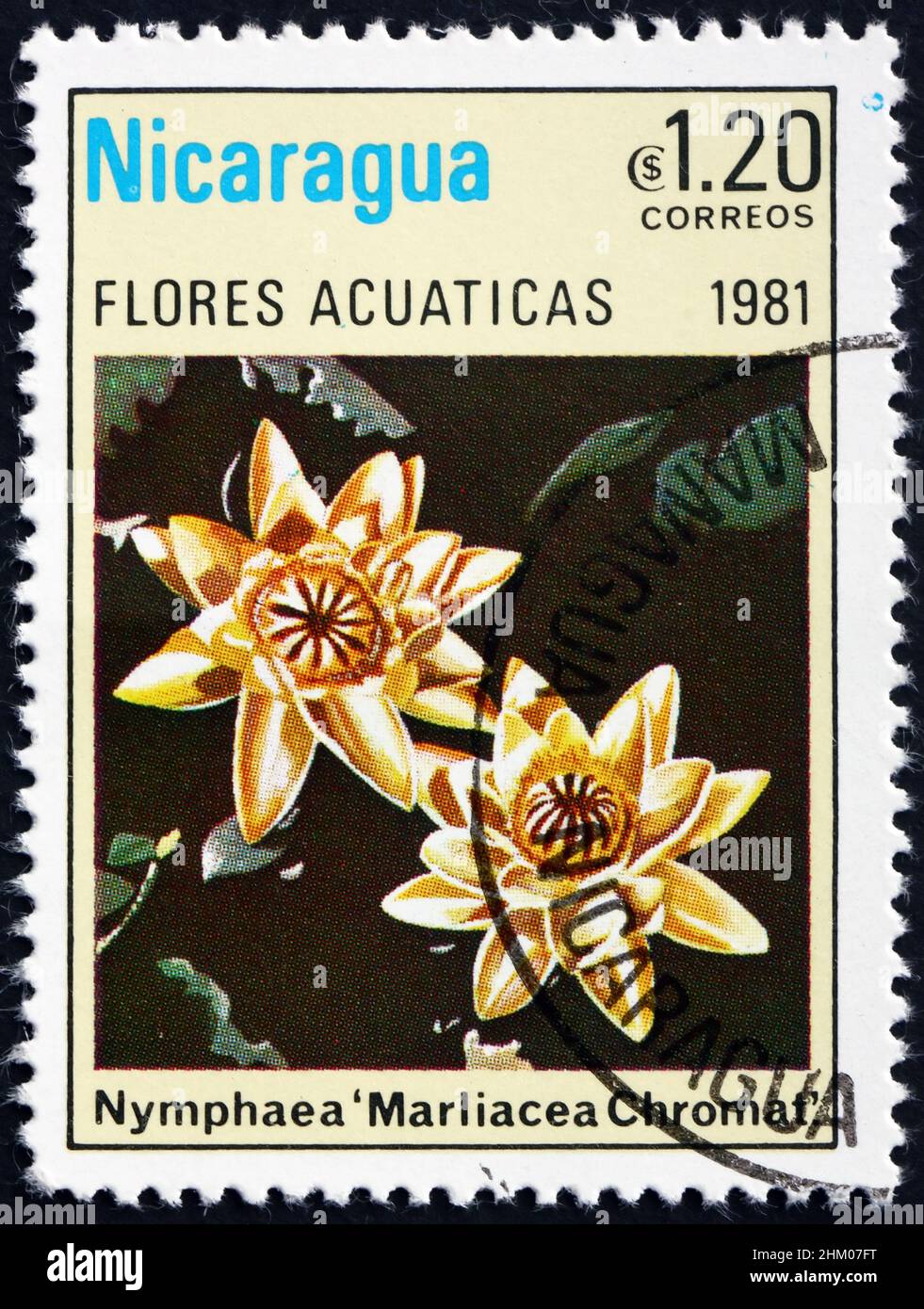 NICARAGUA - CIRCA 1981: a stamp printed in Nicaragua shows Water Lily Cultivar, Nymphaea Marliacea Chromatella, Aquatic Flower, circa 1981 Stock Photo
