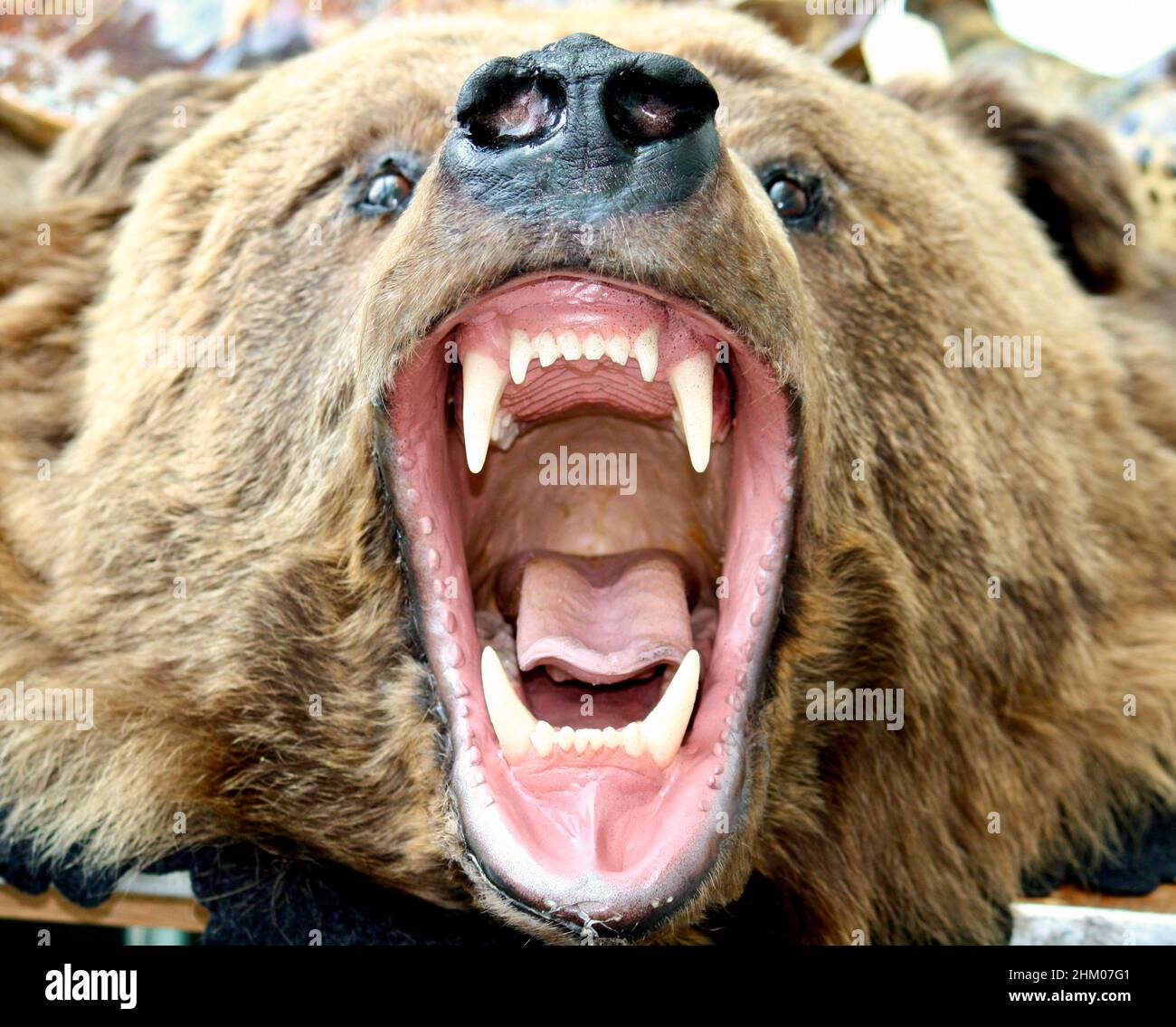 Grizzly Bear Stock Photo