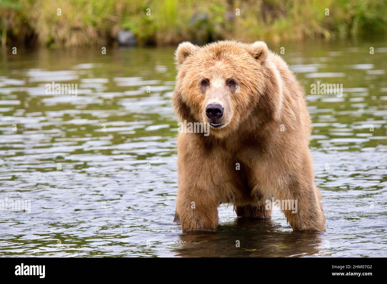 Kodiak Brown Bear Stock Photo