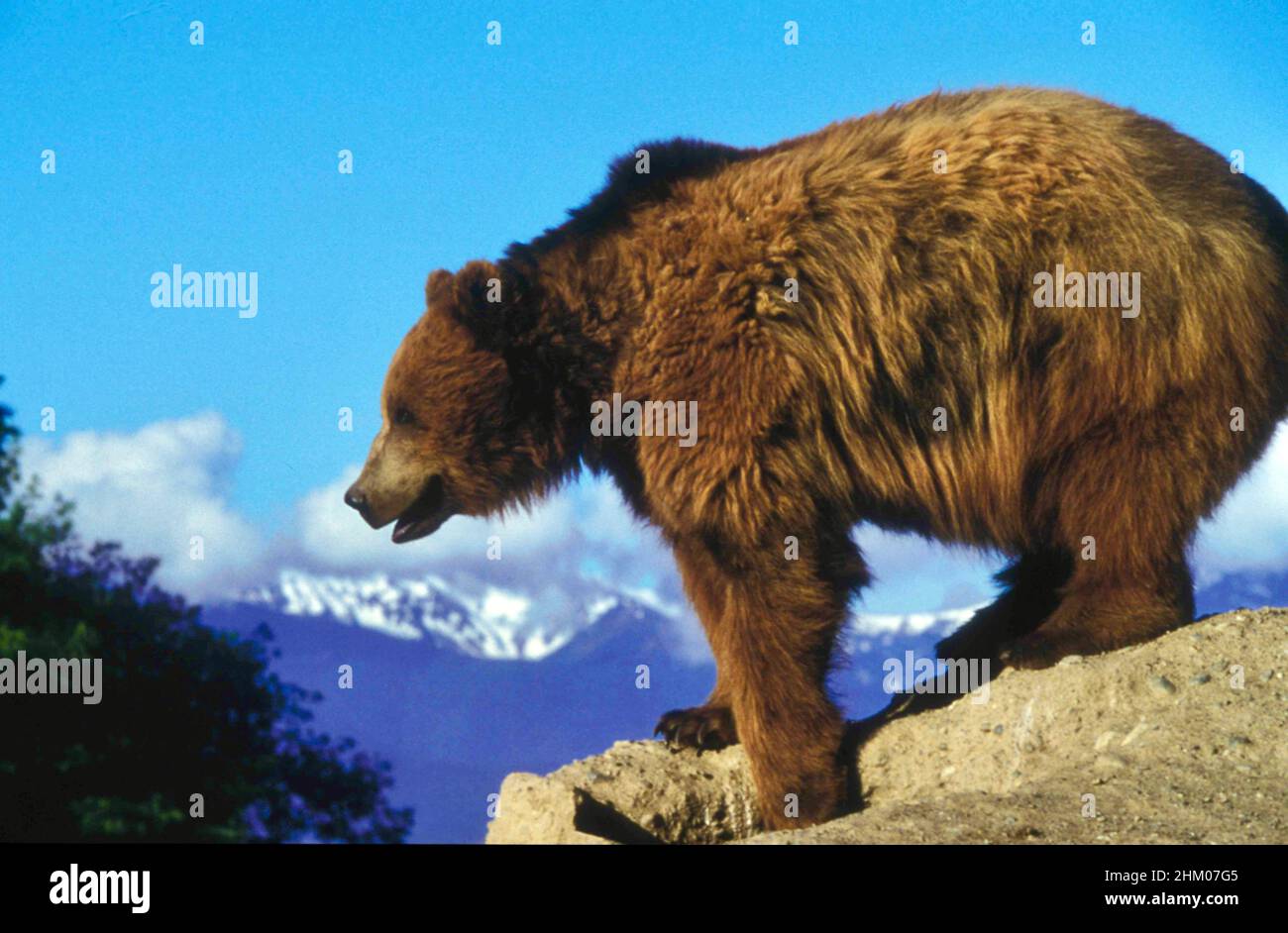 Grizzly Bear on a rock overhang Stock Photo