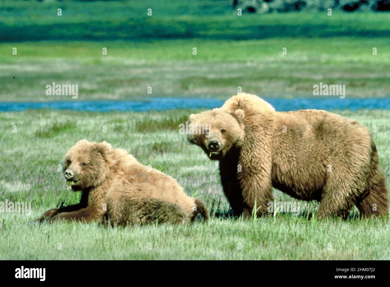 Two Grizzly Bears in a Meadow in Yellowstone National Park Stock Photo