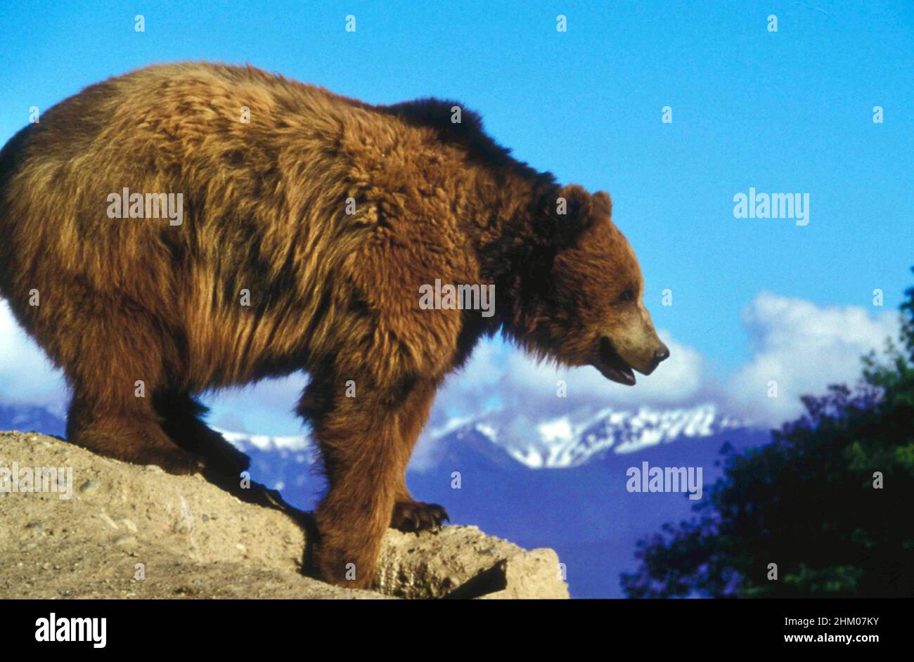 Grizzly Bear on a rock overhang Stock Photo