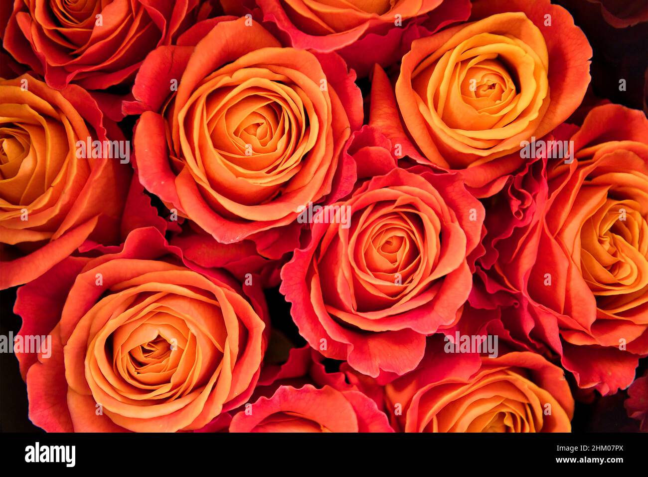 Background of orange and peach roses Stock Photo - Alamy