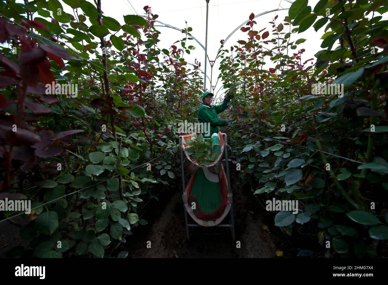 Santa Rosa, Cayambe  Ecuador - December 8, 2010: Plantation workers pack roses during the harvest period Stock Photo