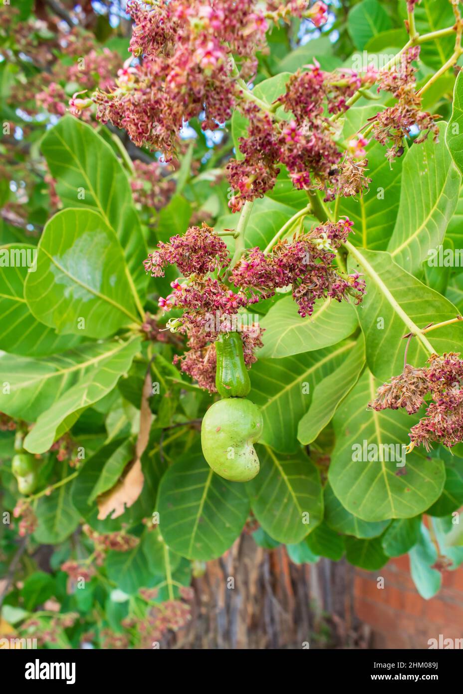 Green (unripe) Cashew (Anacardium occidentale) fruit and flowers - Oeiras, Piaui (Northeast Brazil) Stock Photo