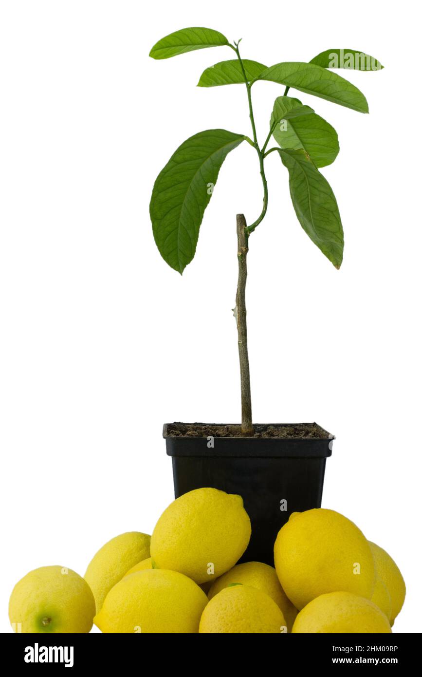 grafted lemon tree, surrounded by lemon fruit Stock Photo Alamy