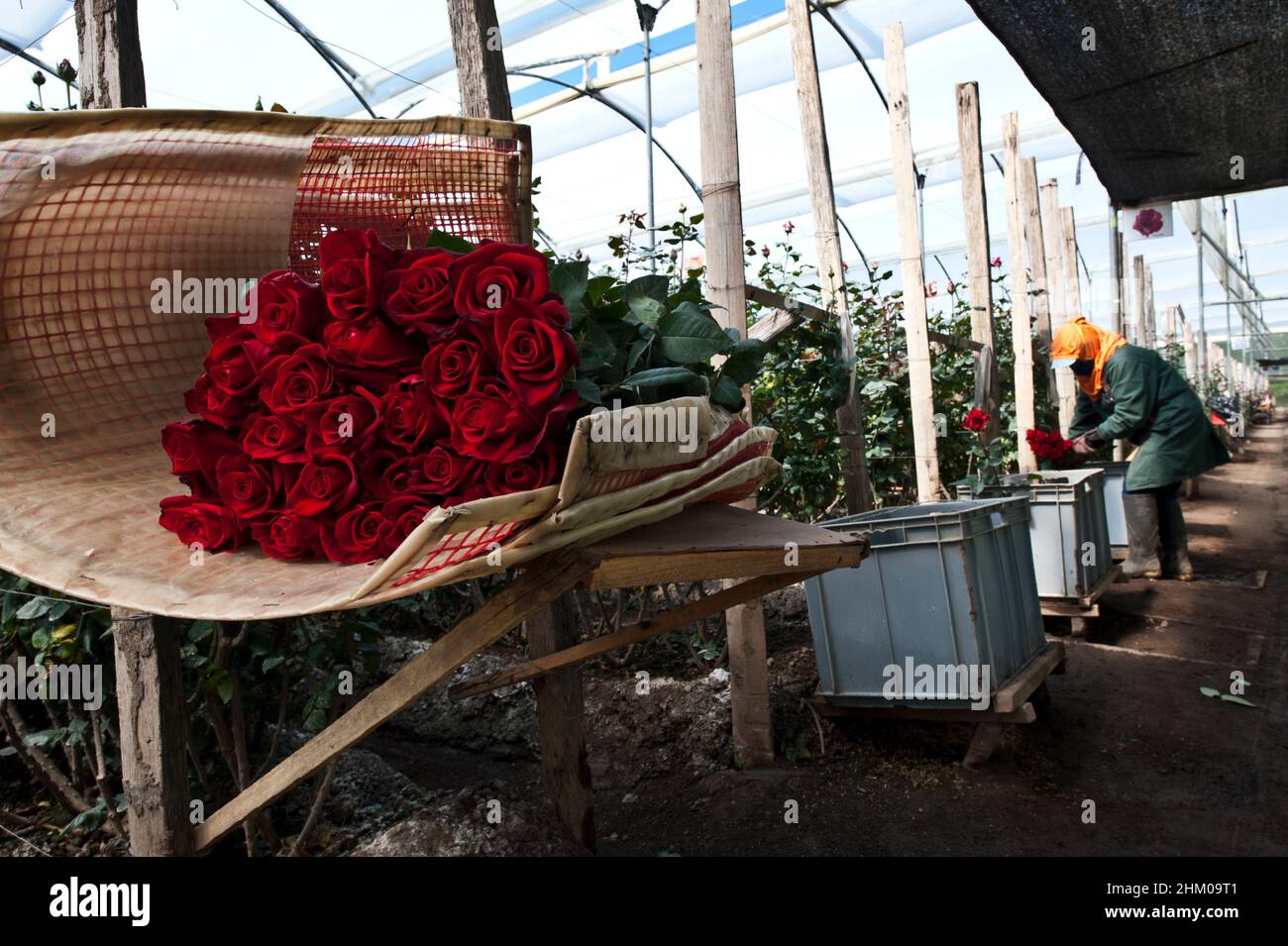 Santa Rosa, Cayambe  Ecuador - December 8, 2010: Plantation workers pack roses during the harvest period Stock Photo
