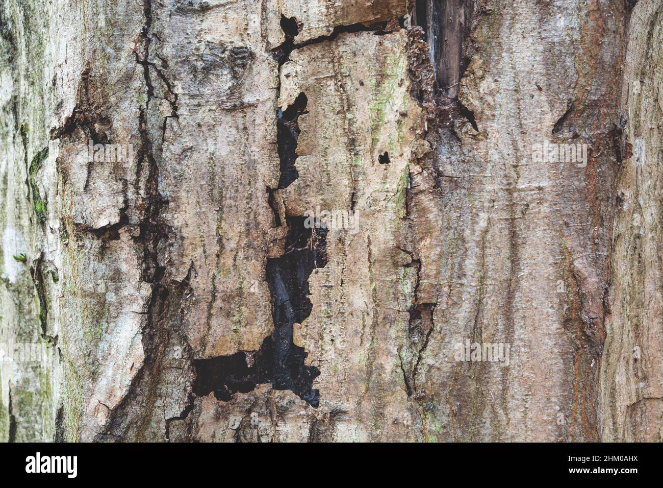 Old cracked bark of a tree trunk Stock Photo