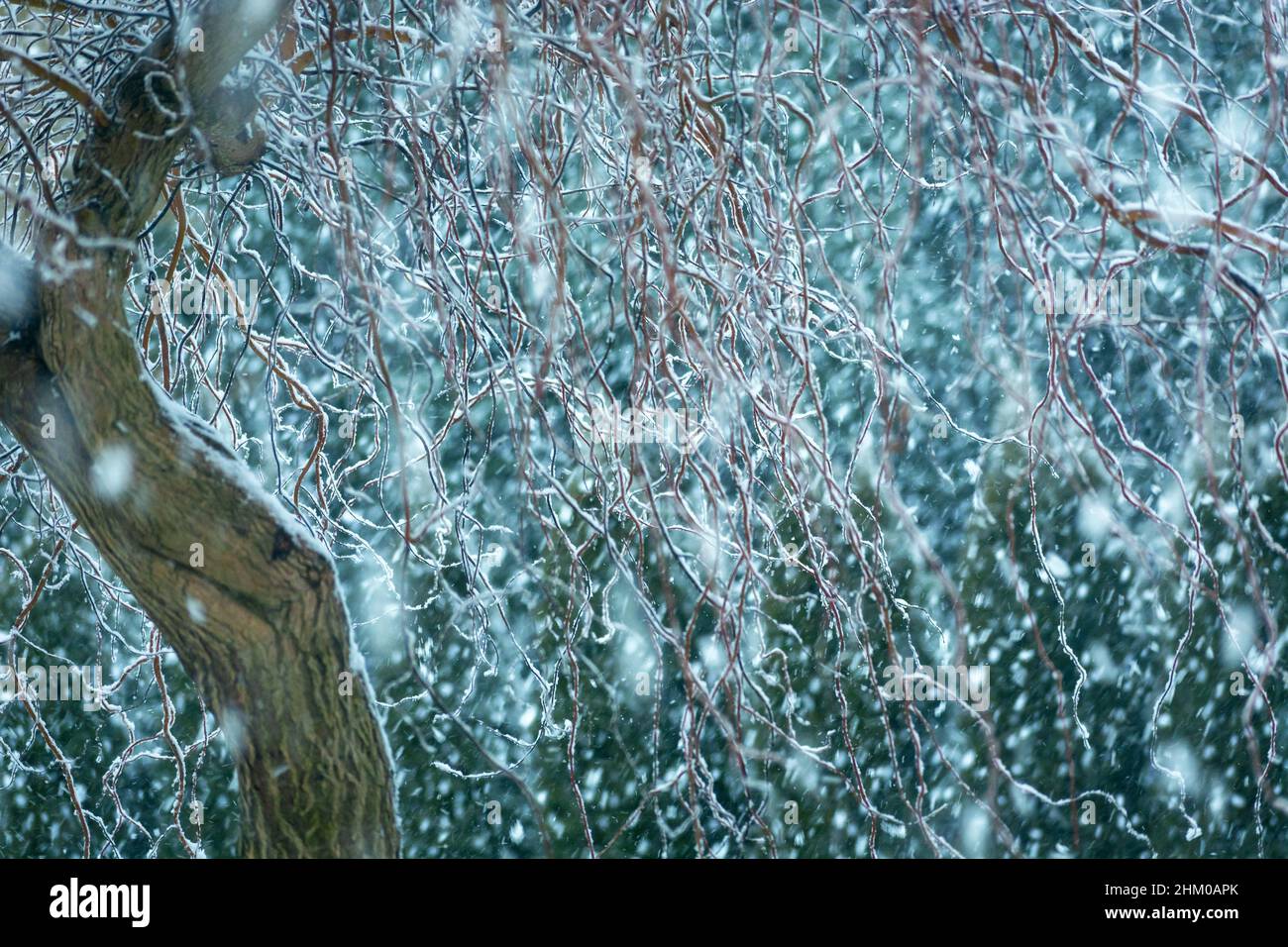 Heavy snowfall and Babylonian willow branches, winter day Stock Photo