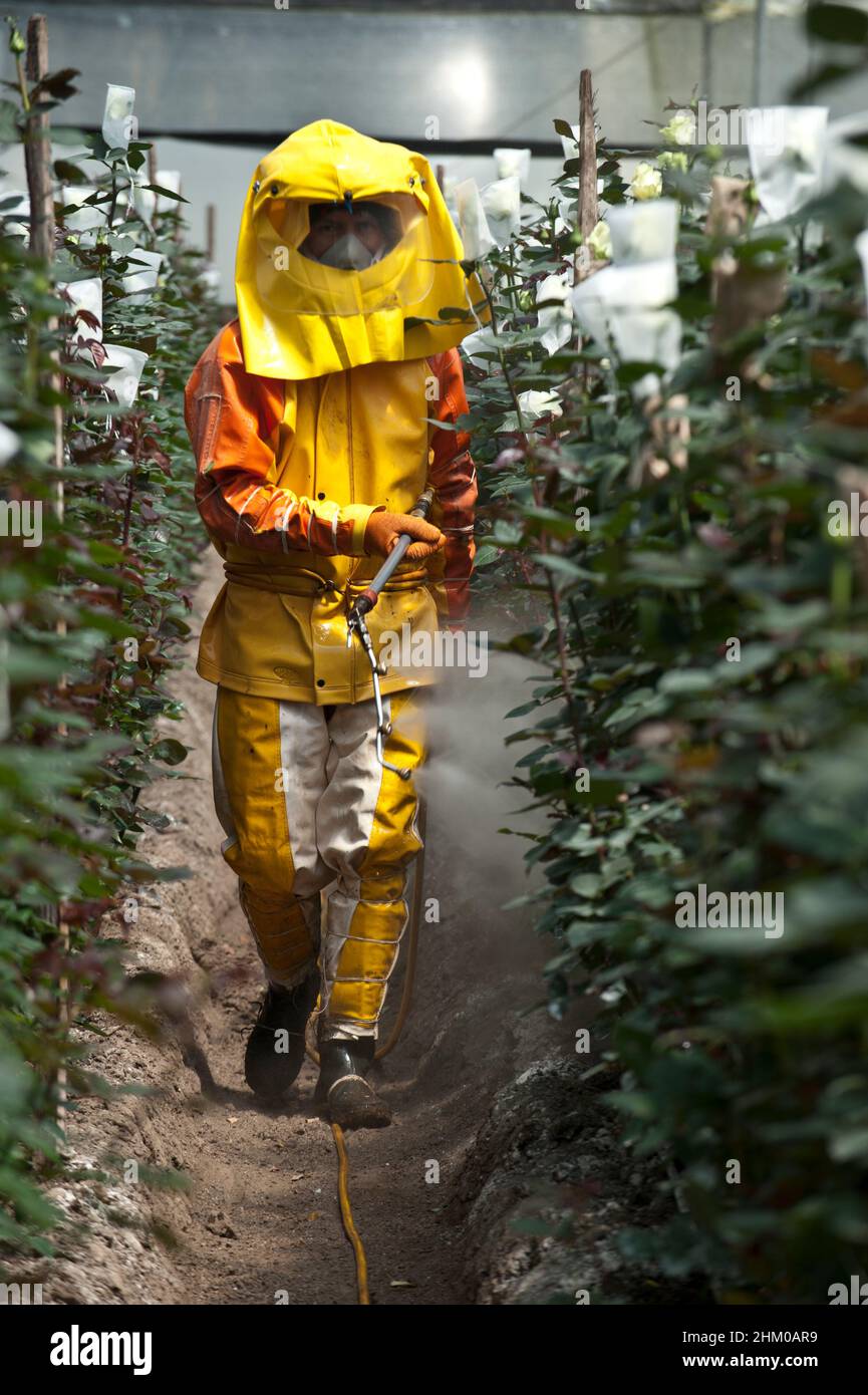 Santa Rosa, Cayambe  Ecuador - December 8, 2010: Plantation workers treat roses with insecticides Stock Photo