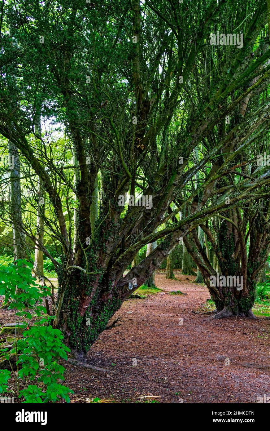 Cinder covered pathways passing through the Yews and Mixed woodland of the Woods of Dunnottar in Aberdeenshire. Stock Photo