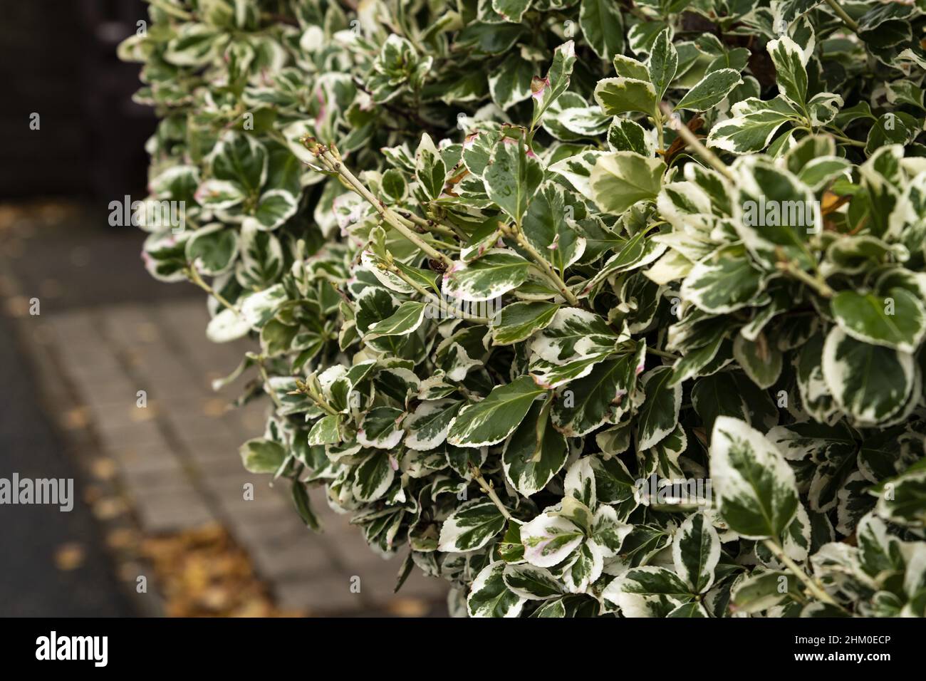 Euonymus japonicus 'Aureomarginatus' shrub with water droplets in Scarborough, UK Stock Photo