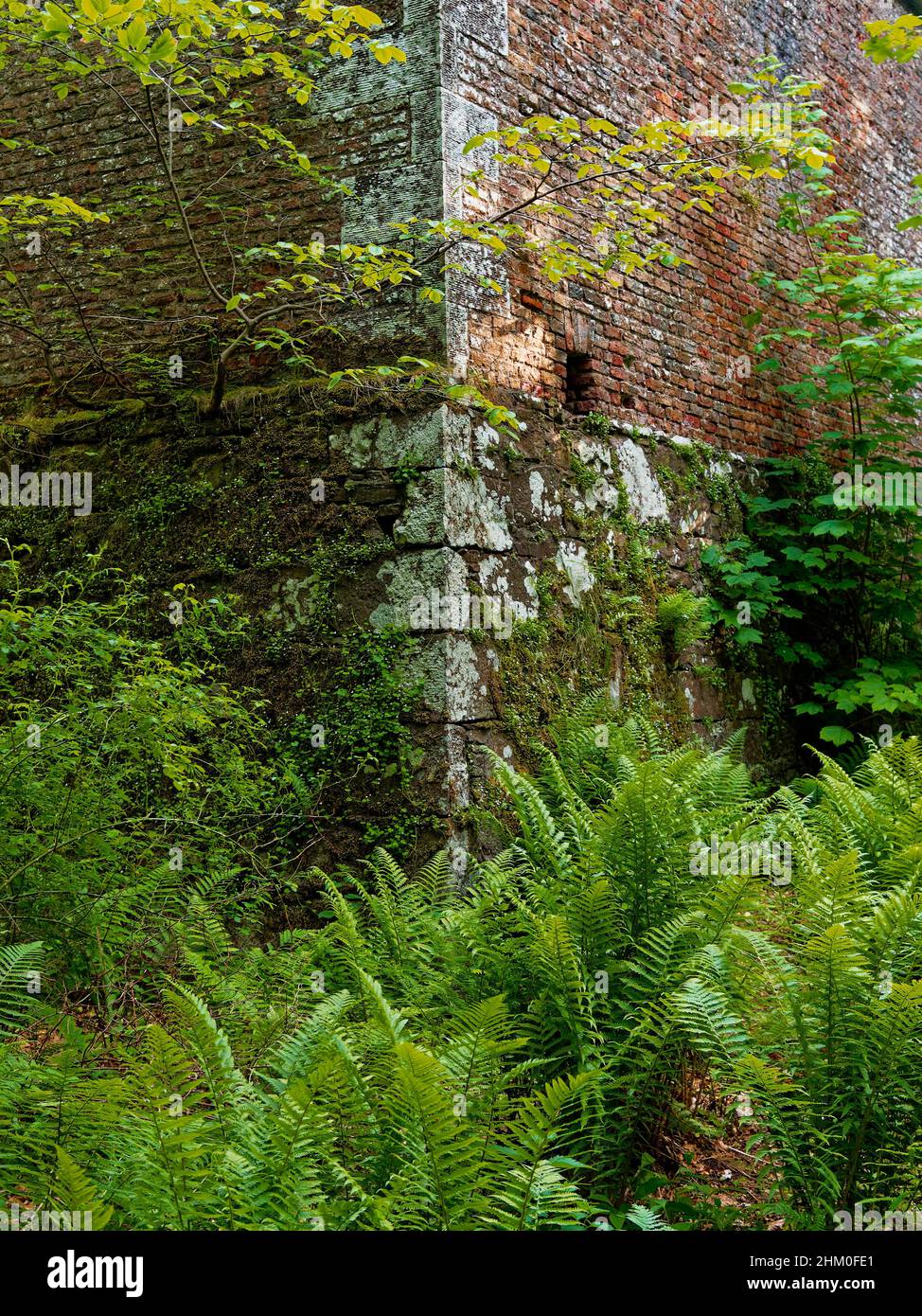 The corner stonework and brick wall of the hidden Nursery and walled Garden within the Woods of Dunnottar north of Stonehaven. Stock Photo