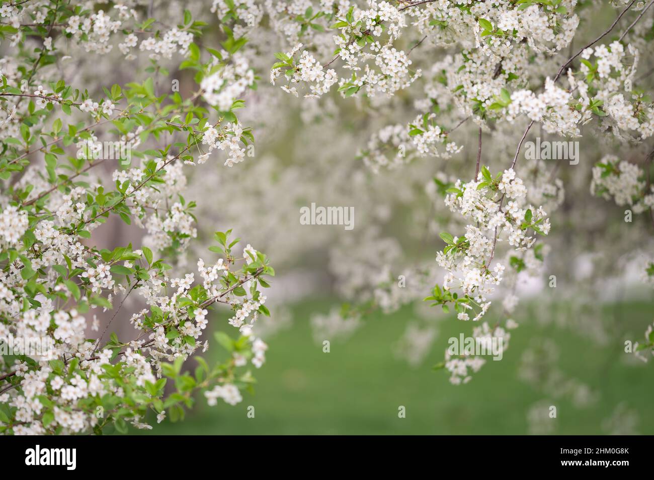 Cherry blossom garden scenery hi-res stock photography and images - Alamy