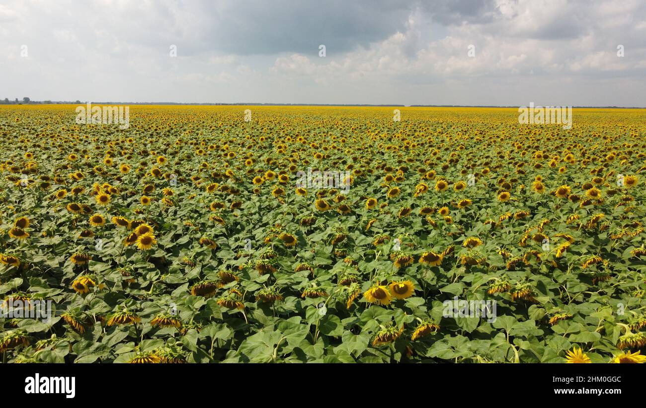 A field of sunflowers under a cloudy sky Stock Photo - Alamy