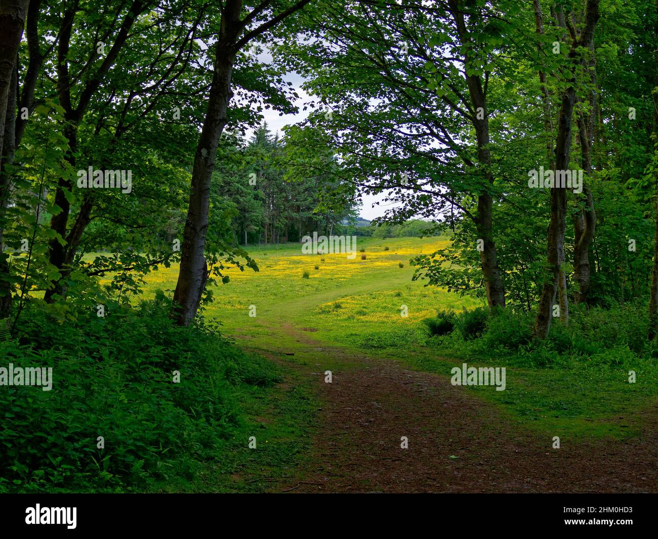 Coming out of Dunnottar Woods into a small grassed Meadow with wild yellow Buttercups growing in the grass, and a path passing through. Stock Photo