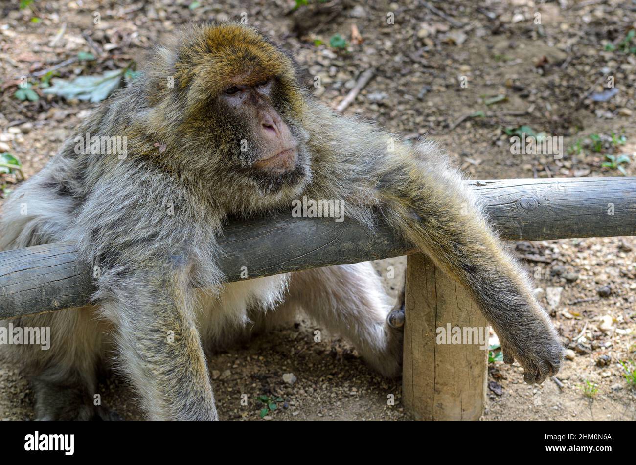 Macaques (Barbary Apes - Macaca sylvanus) at La Vallée Des Singes wildlife park near Civray, Vienne in France, near Poitiers and Futuroscope. Stock Photo