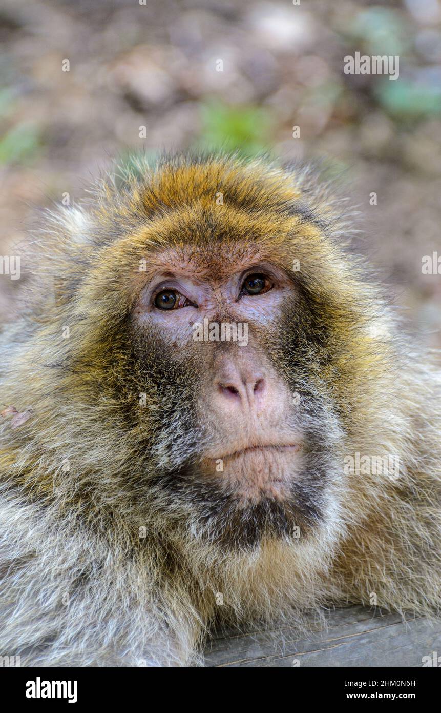 Macaques (Barbary Apes - Macaca sylvanus) at La Vallée Des Singes wildlife park near Civray, Vienne in France, near Poitiers and Futuroscope. Stock Photo