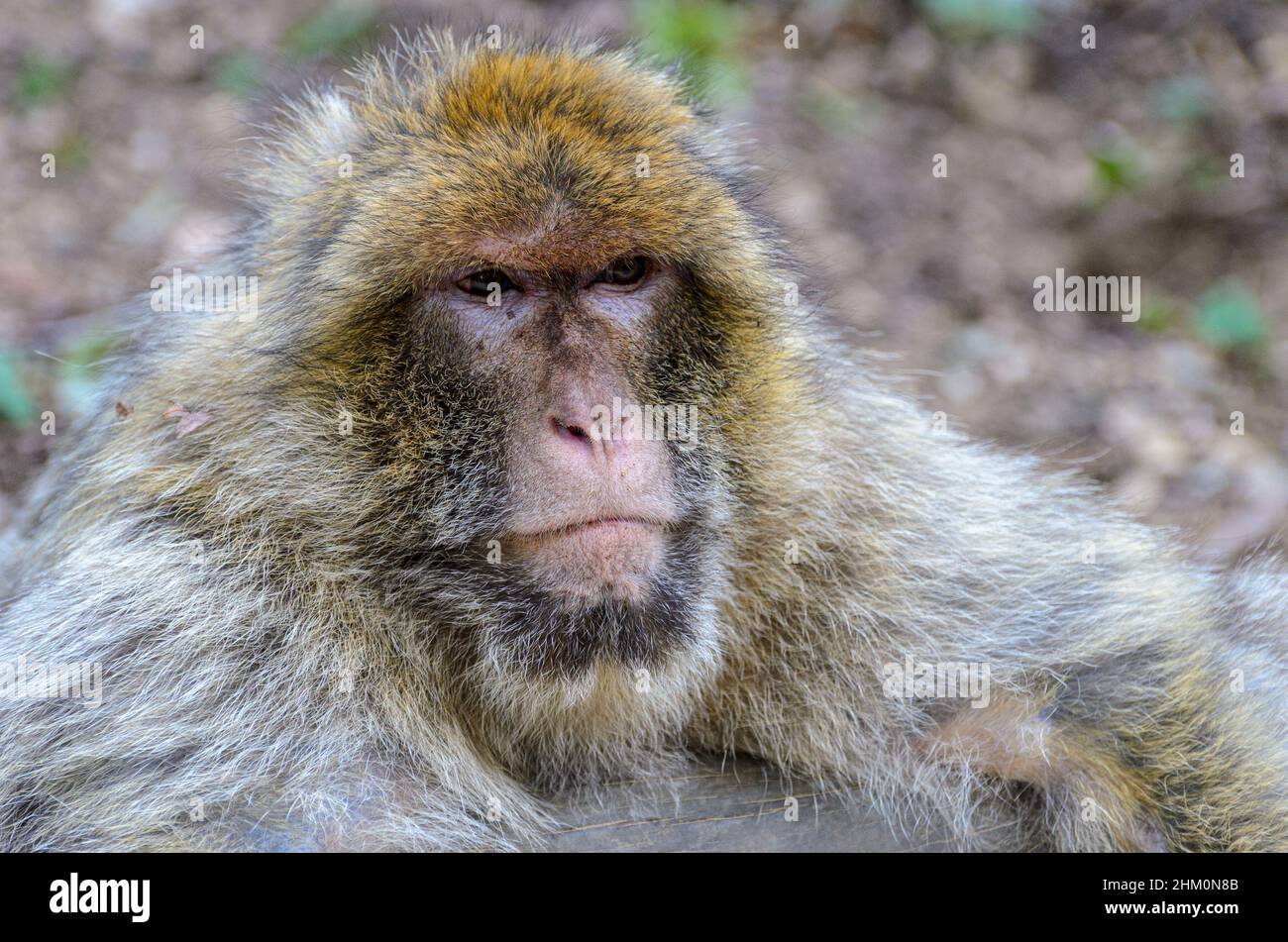 Macaques (Barbary Apes - Macaca sylvanus) at La Vallée Des Singes wildlife park near Civray, Vienne in France, near Poitiers and Futuroscope. Stock Photo