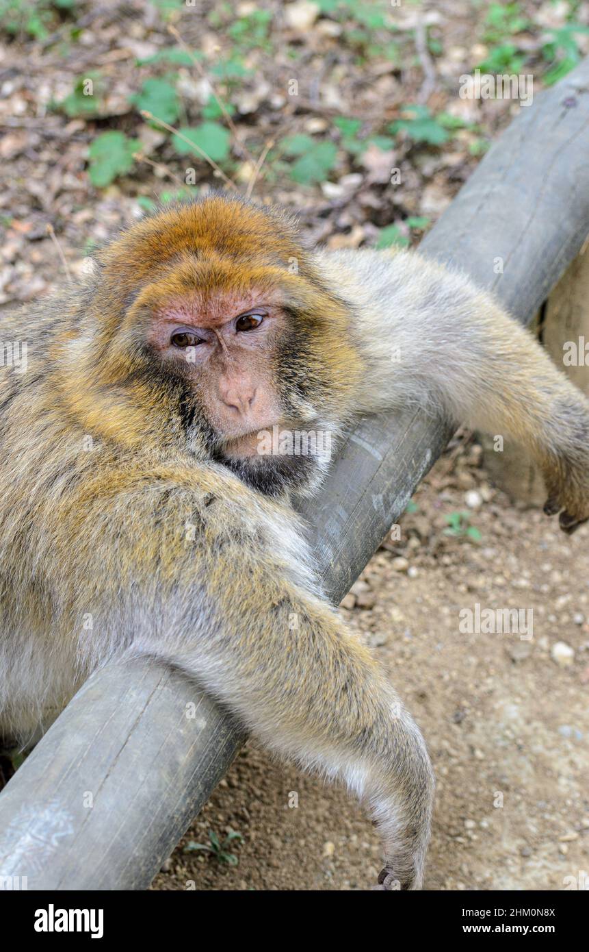 Macaques (Barbary Apes - Macaca sylvanus) at La Vallée Des Singes wildlife park near Civray, Vienne in France, near Poitiers and Futuroscope. Stock Photo