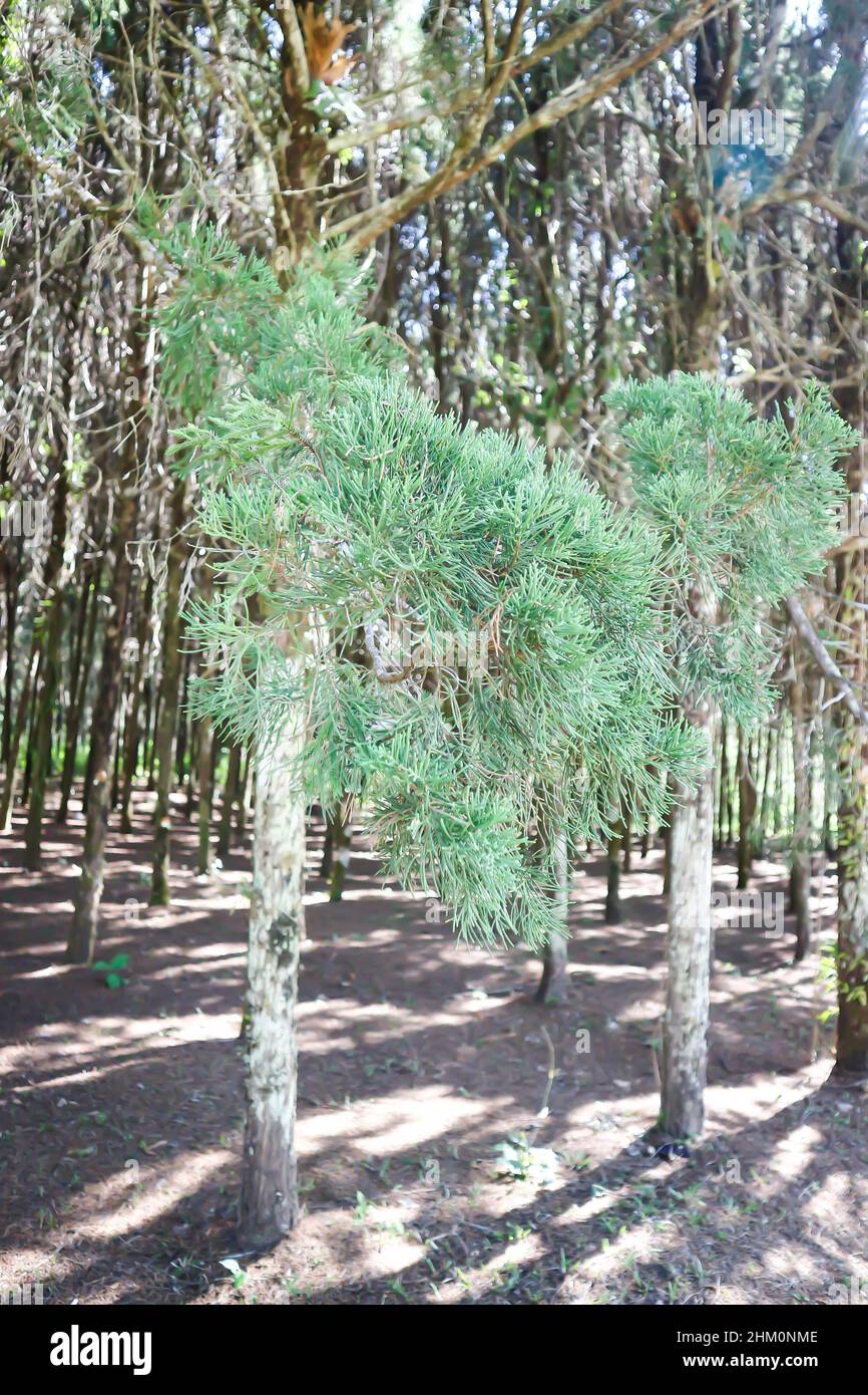 pine tree in the garden, Juniperus chinensis, Chinese juniper or CUPRESSACEAE Stock Photo