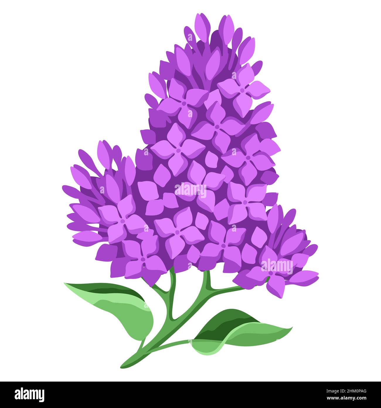 Illustration of lilac flowers. Beautiful decorative spring plant Stock ...