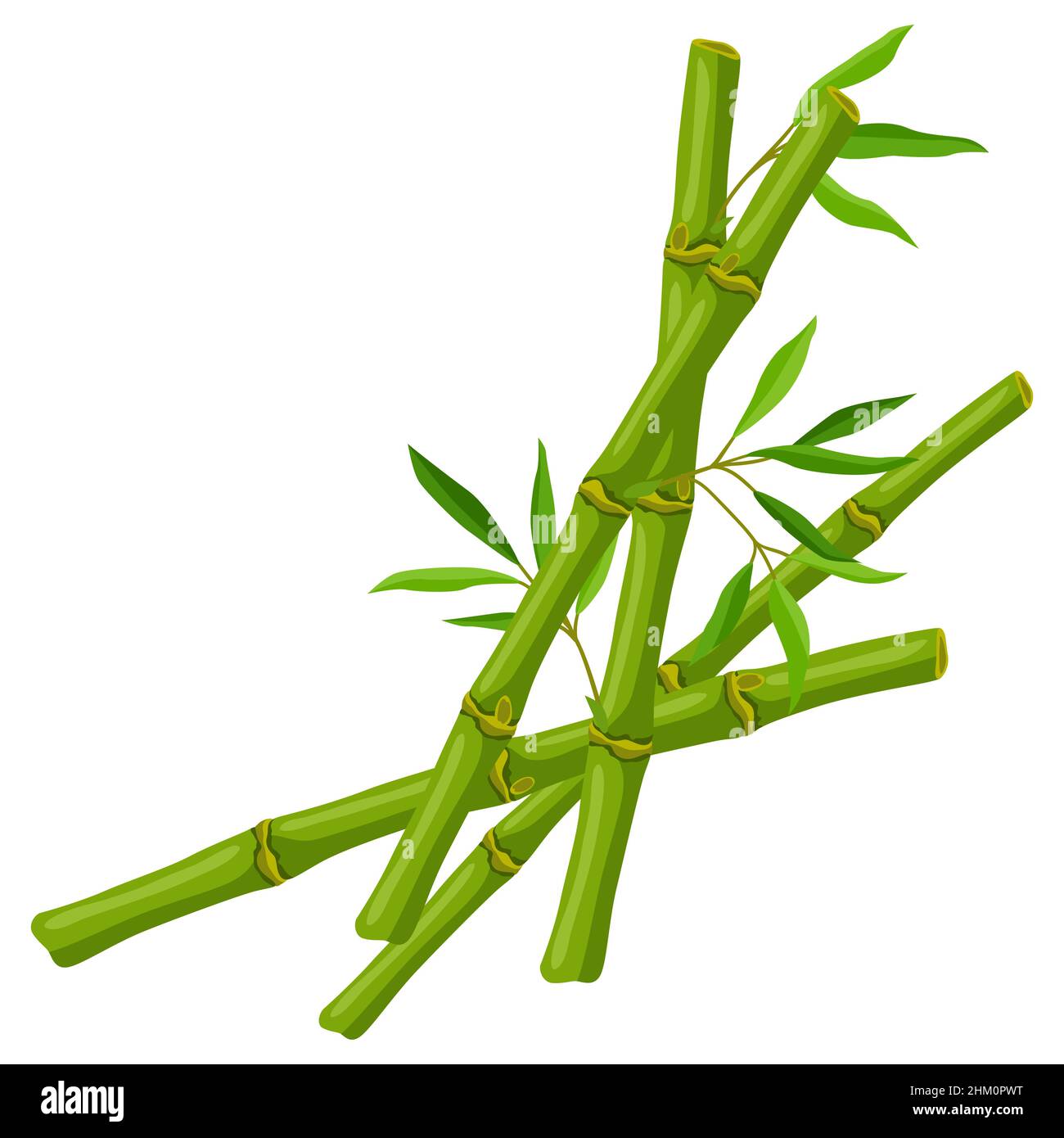 Background with green bamboo stems and leaves. Decorative exotic plants