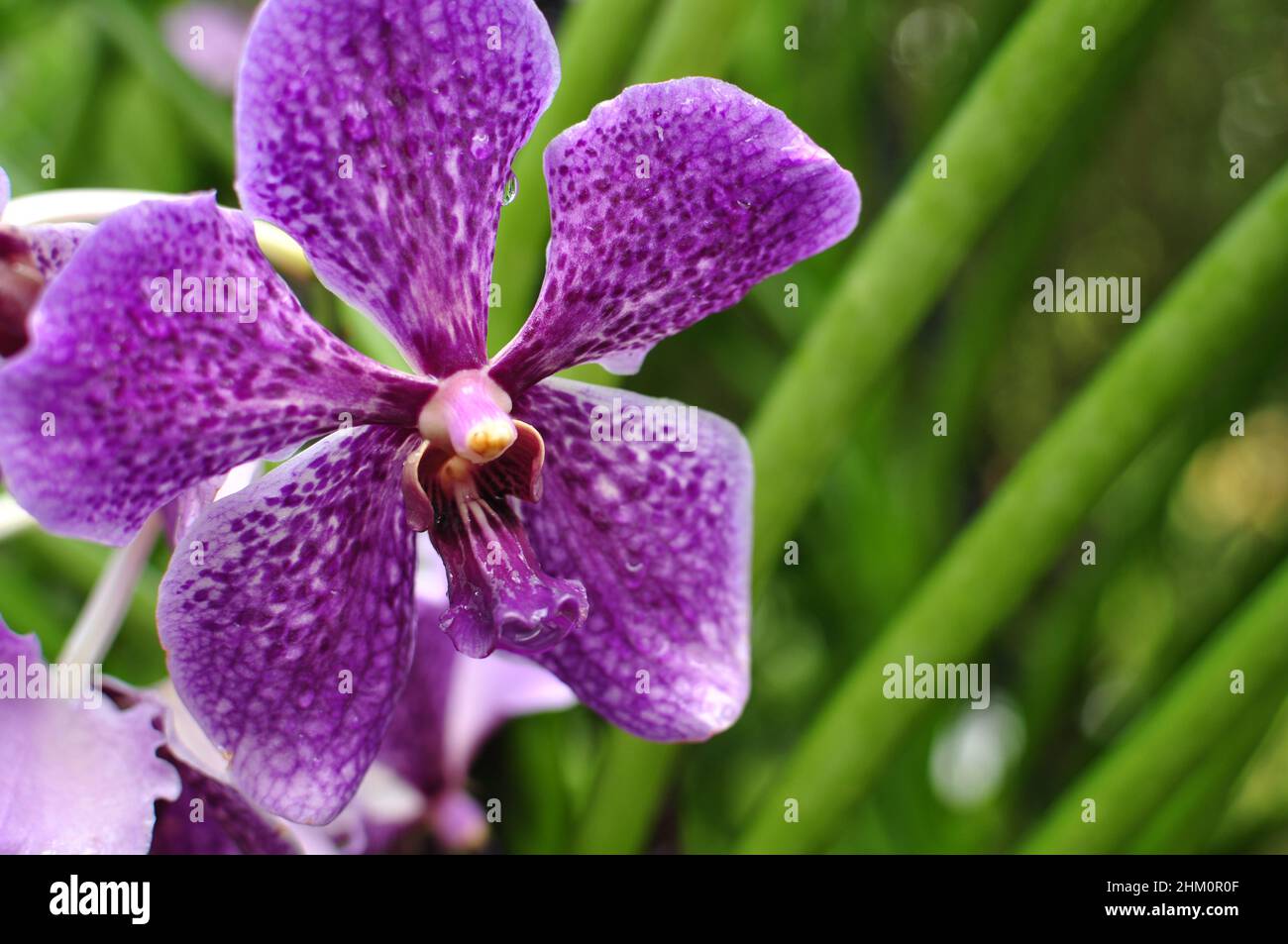The orchid, the national flower of Singapore Stock Photo Alamy