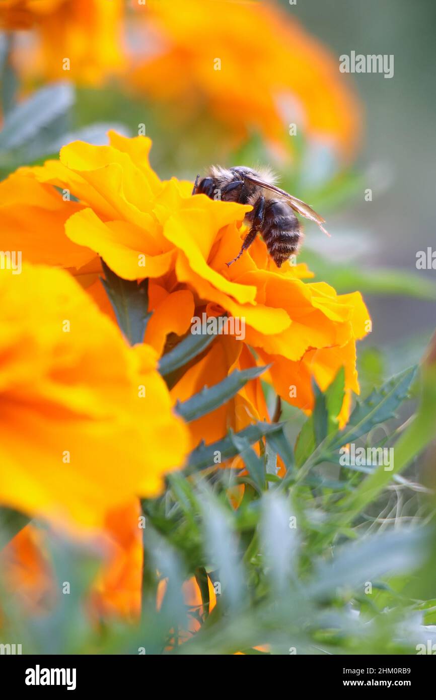 Close -up view of bee on the blossom orange flower. Vertical photo ...