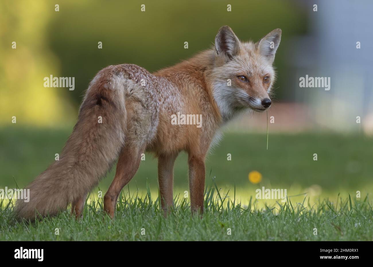 Adult female American red fox standing in the grass Stock Photo - Alamy