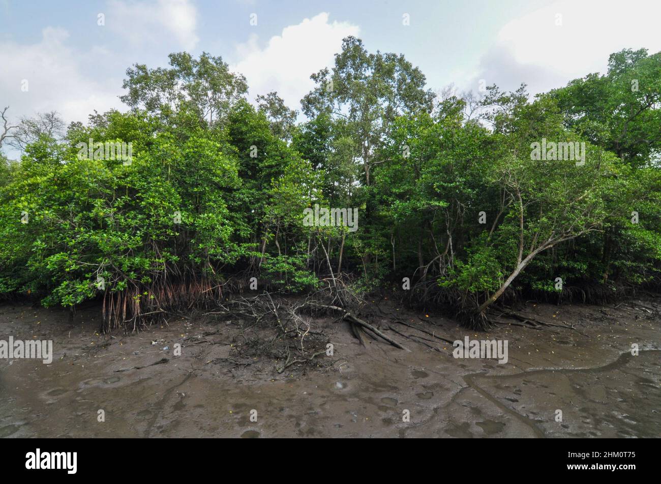 Mangrove forest at Sungei Buloh Wetland Reserve Stock Photo - Alamy