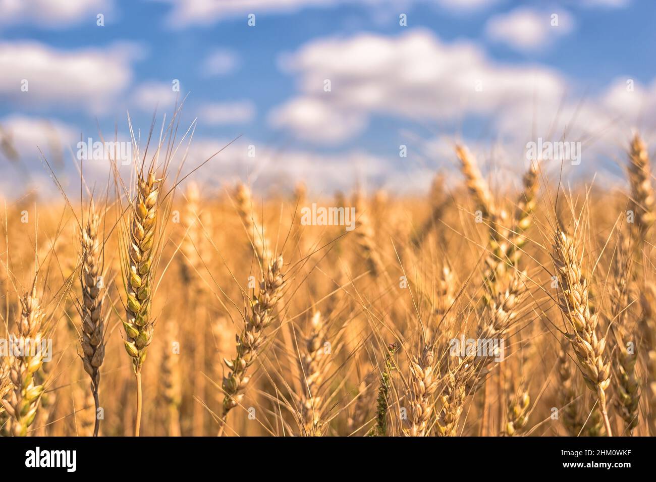 Wheat ears close-up on the background of a yellow field and a blue sky ...