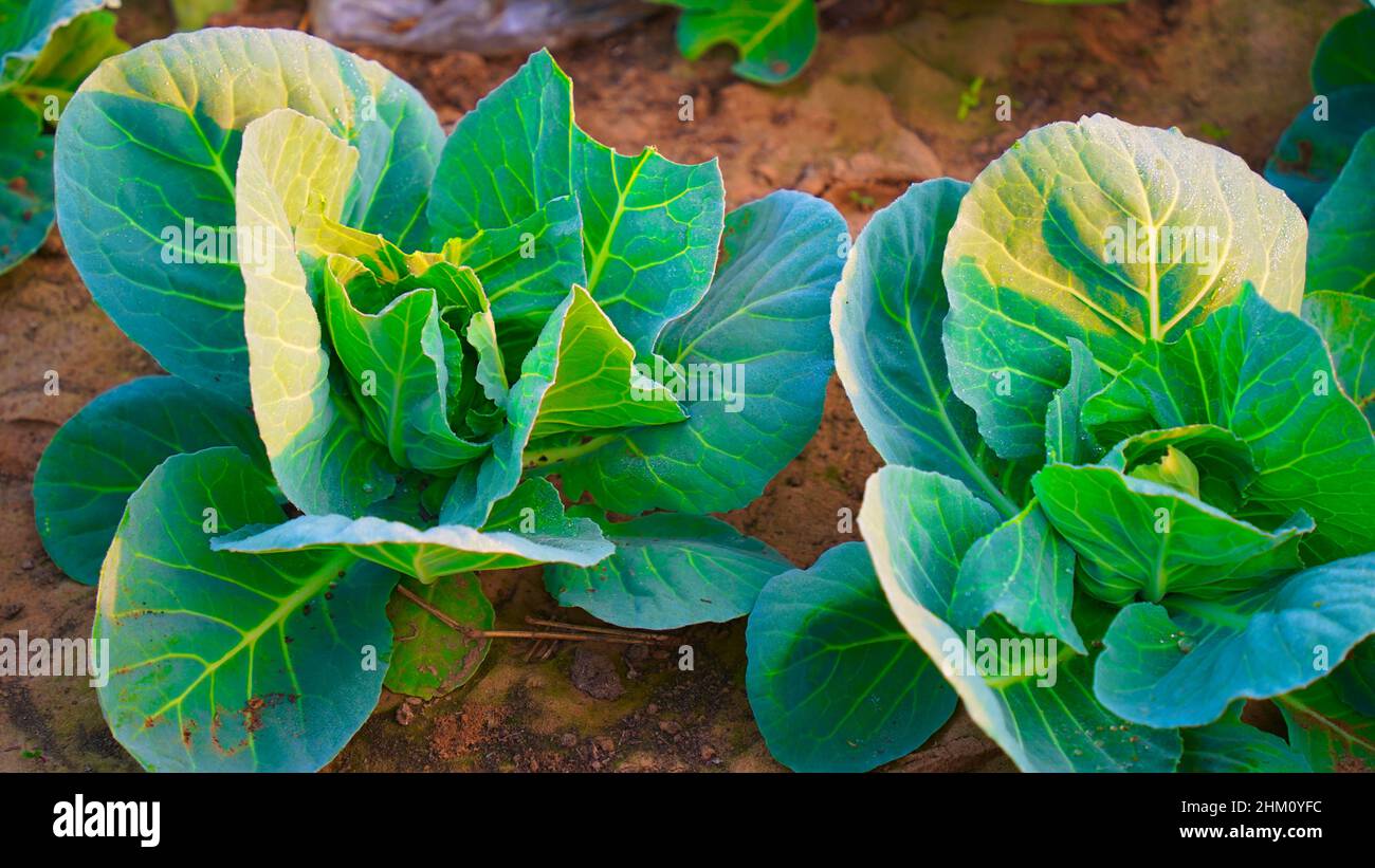 Organic green cabbage plants at a rural Indian village farmland. Water drops on green cabbage