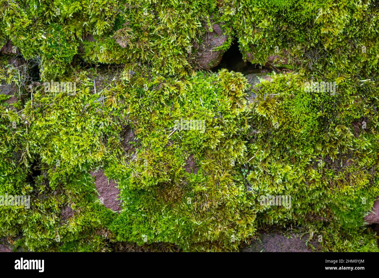 fresh green moss building a smooth carpet on old sandstone wall. Impact of wet, humid condition due to shady location. Stock Photo