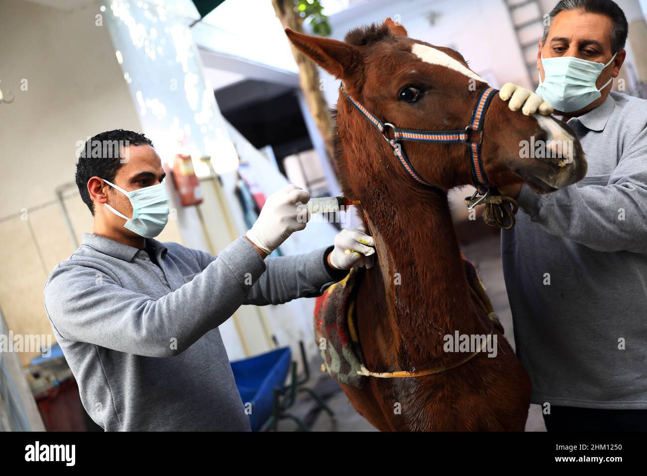 Alexandria, Egypt. 2nd Feb, 2022. Veterinarians treat a wounded horse