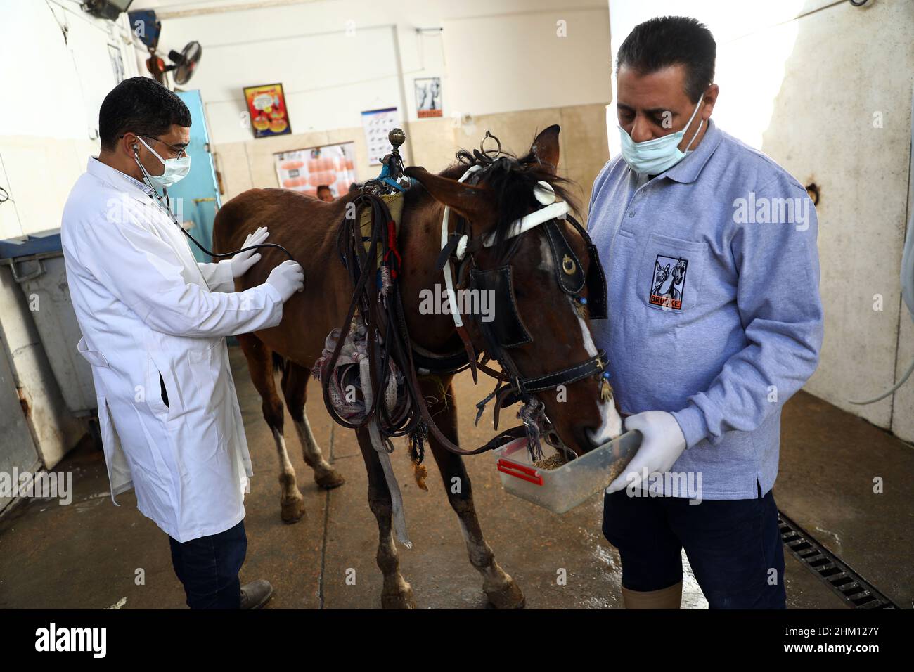 Alexandria, Egypt. 2nd Feb, 2022. Veterinarians take care of a horse at