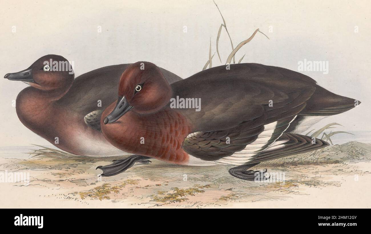Красноголовый нырок самка. Чирок-нырок чернеть. Белоглазый нырок. Белоглазая чернеть - aythya nyroca. Чирок нырок.