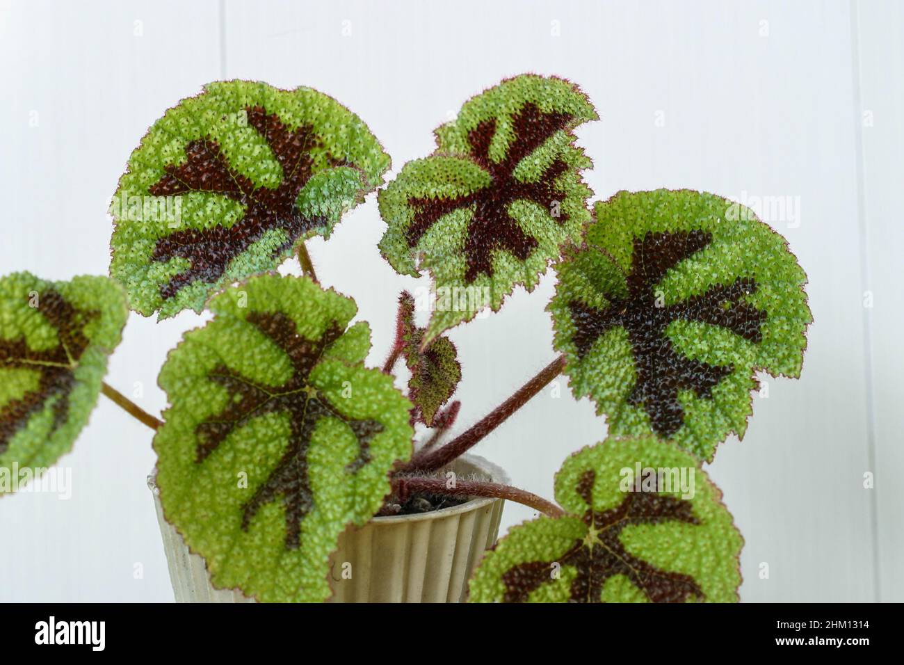 Begonia masoniana house plant leaves. Stock Photo