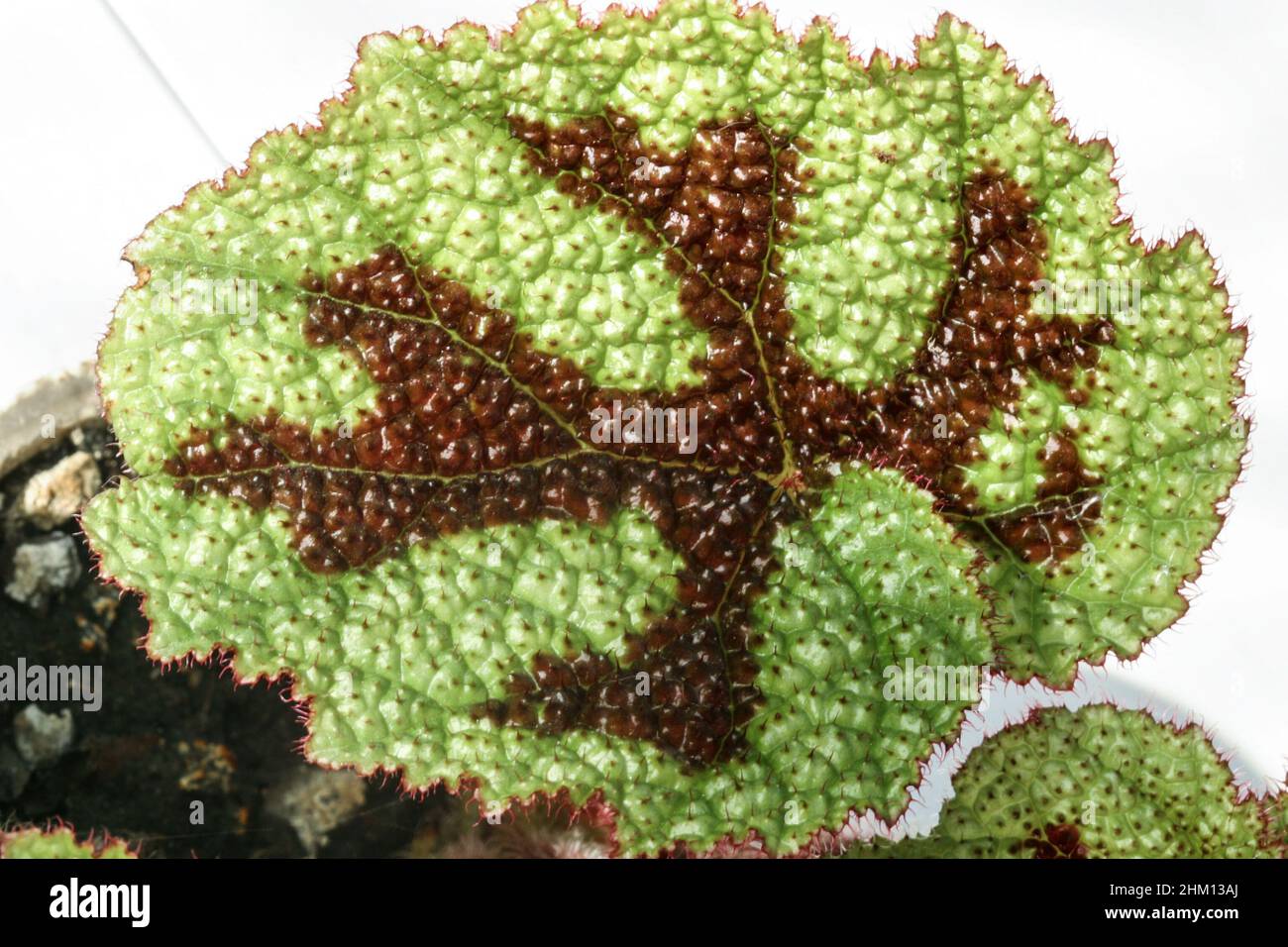 Begonia masoniana the iron cross house plant leaf. Stock Photo