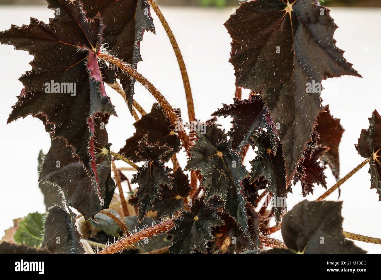 Begonia par jagged black house plant leaves. Stock Photo