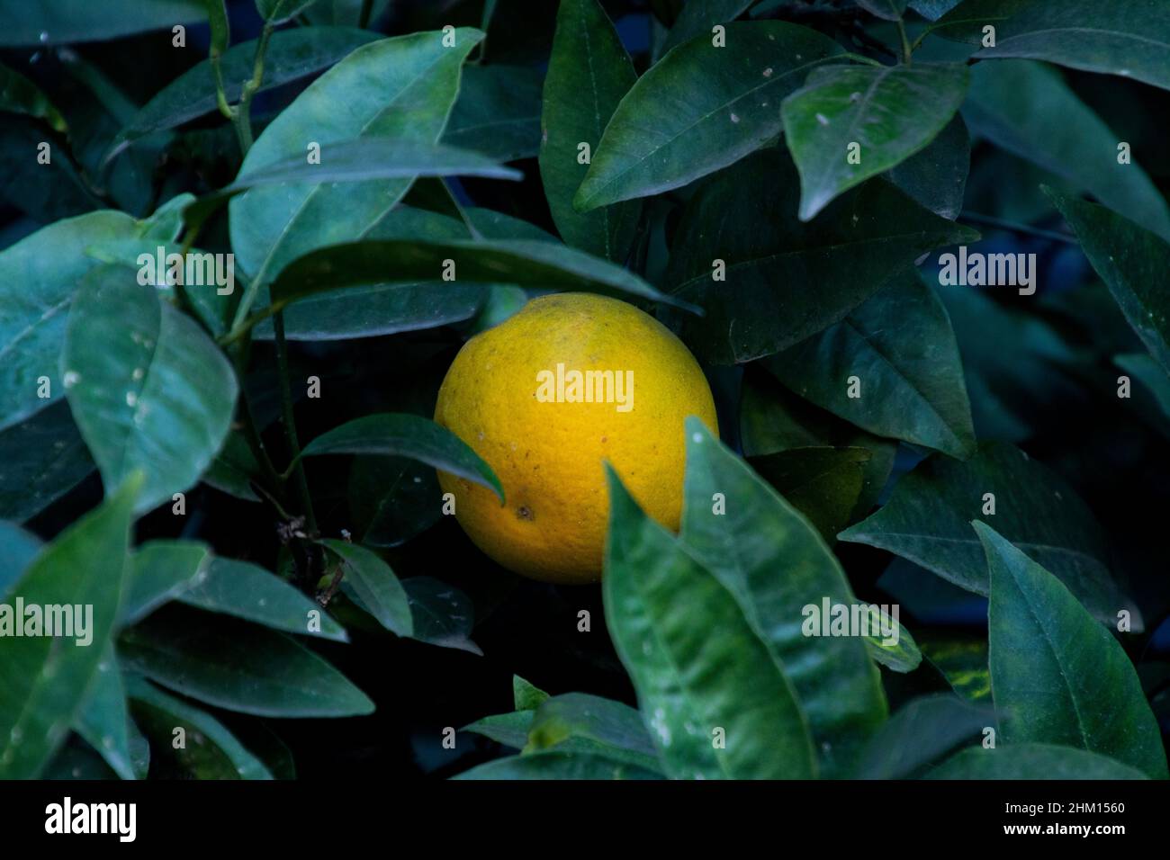 Oranges hanging from an Orange tree Stock Photo Alamy