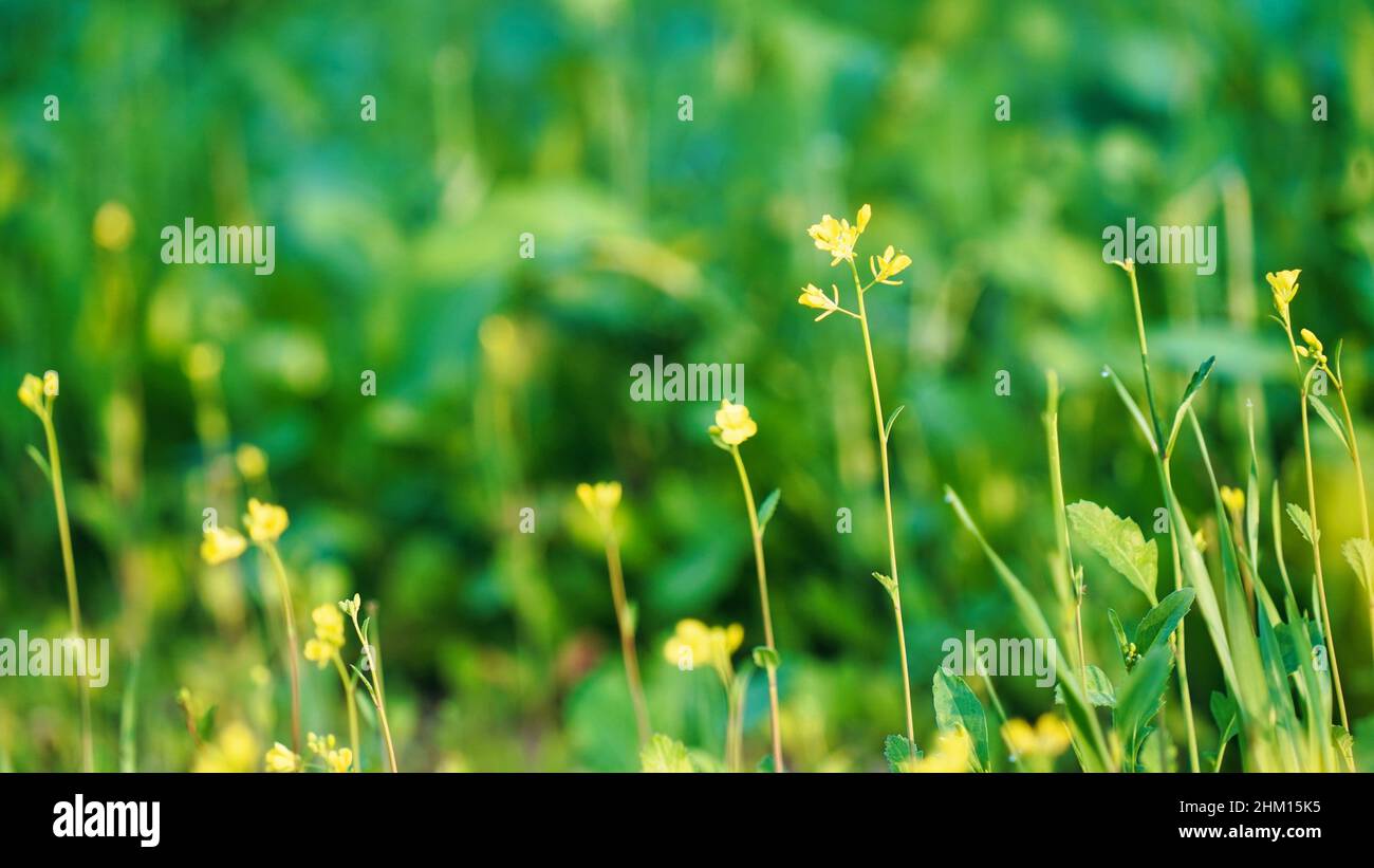 HD Mustard flower or Sinapis Aiba yellow flowers and plant, nature background. Stock Photo