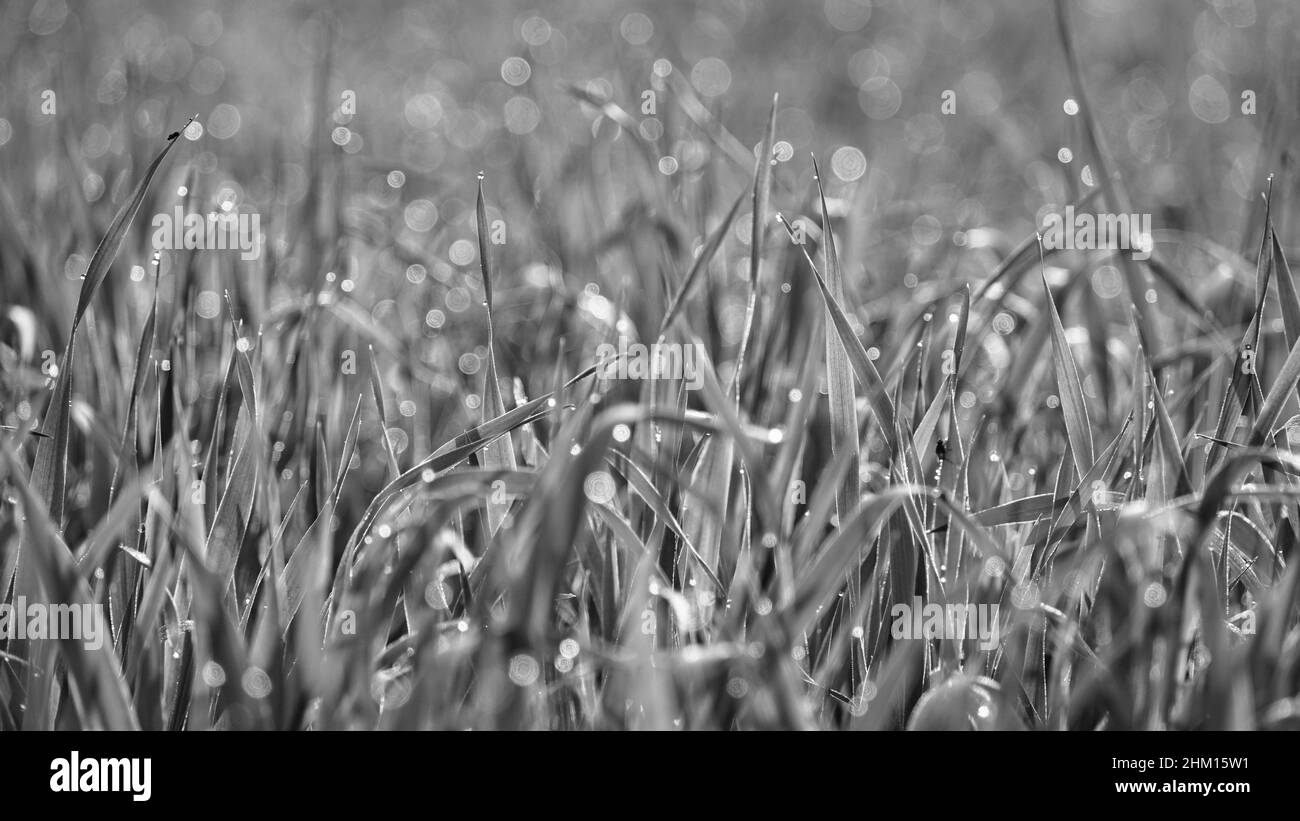 Black and white shot, Young green sprouts line. Fertile agricultural land. Symmetrical lines of shoots of grain crops. field of young wheat, barley, r Stock Photo