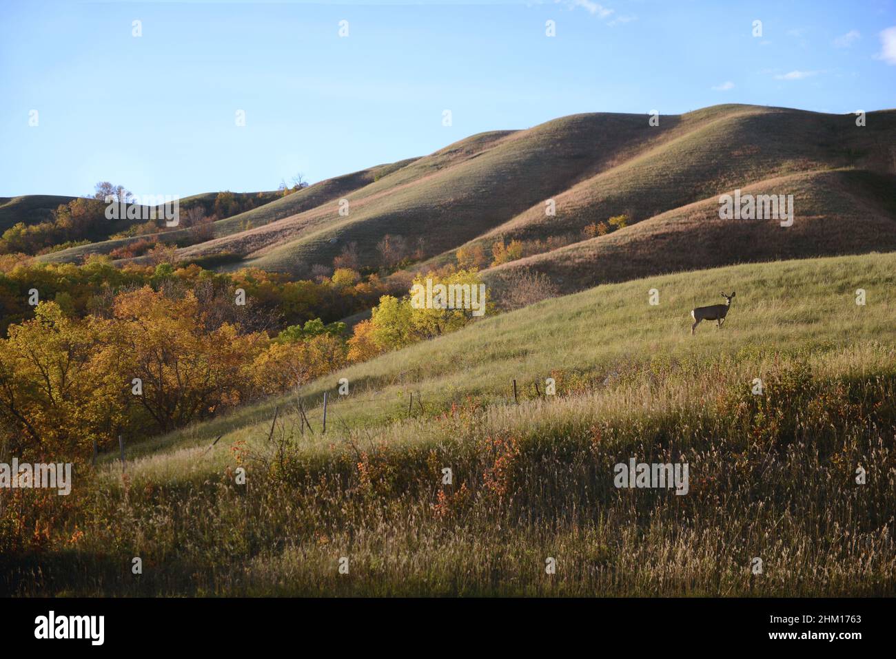 A deer grazing in the field on a fall evening Stock Photo