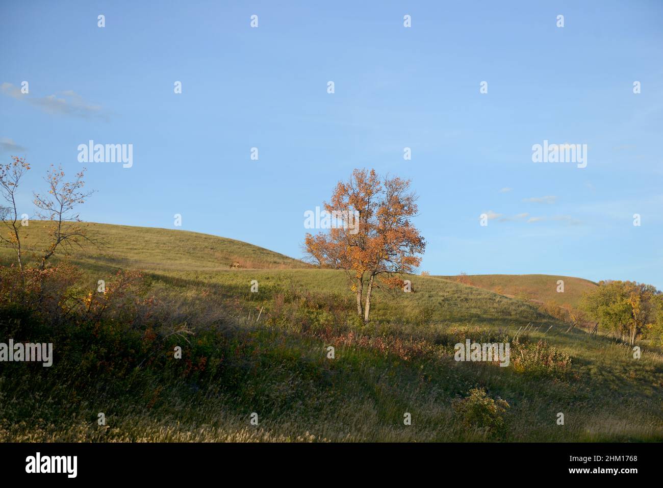 A lone tree and a deer grazing on a field filled with fall colours Stock Photo