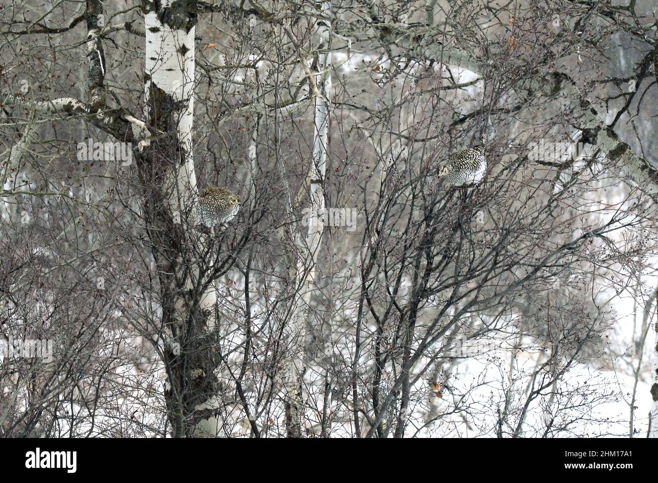 Sharp tailed grouse persched on tree branches on a snowy day, Saskatchewan, Canada Stock Photo