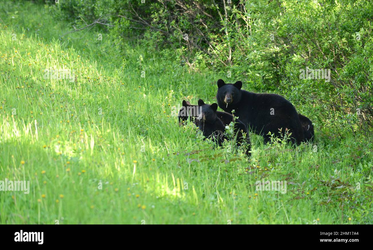 Family of bears in Meadow lake provincial park grounds Stock Photo