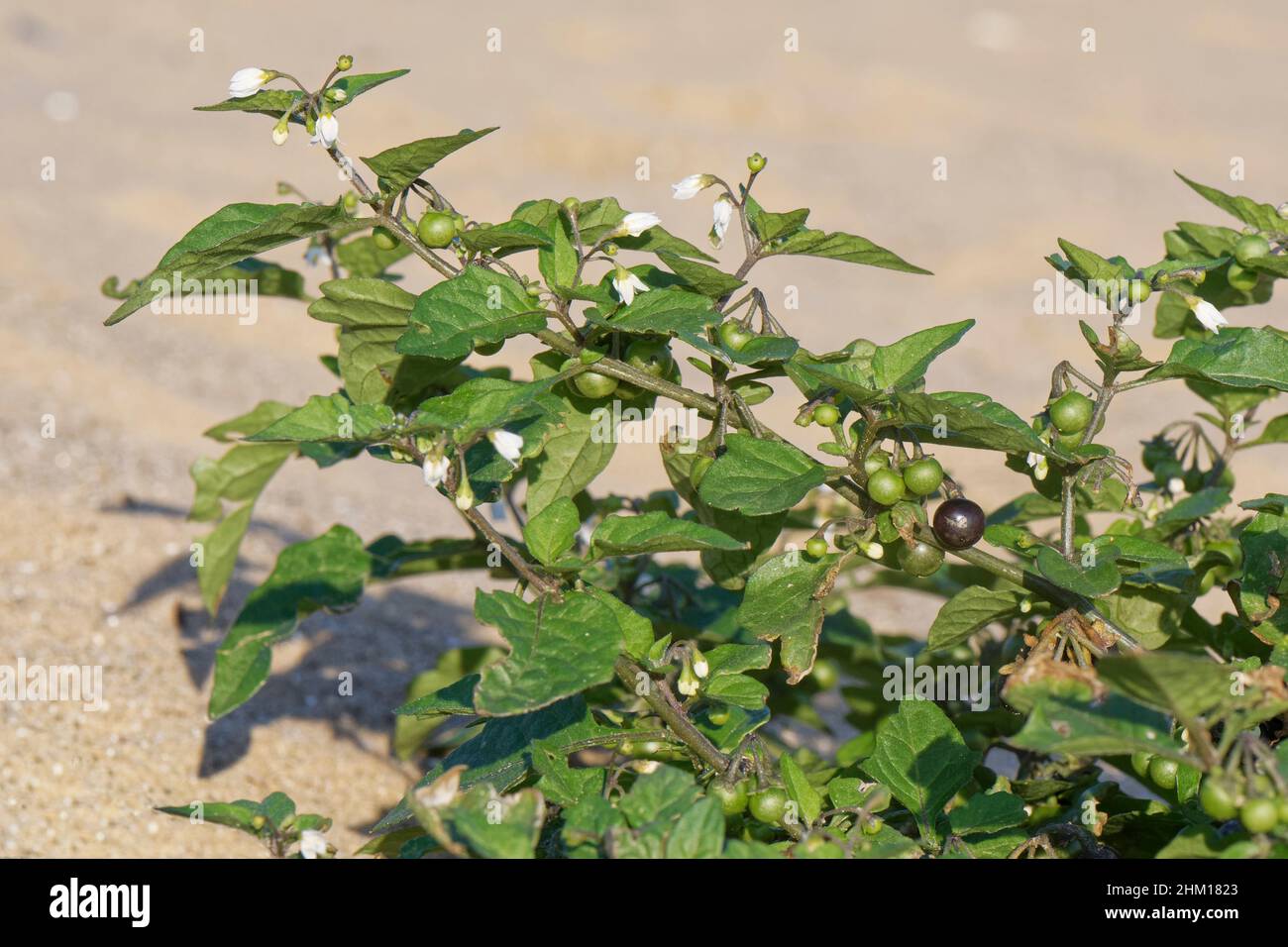 Black nightshade (Solanum nigrum) clump with flowers, unripe and ripe berries on mobile coastal sand dune, Merthyr Mawr Warren NNR, Glamorgan, Wales, Stock Photo