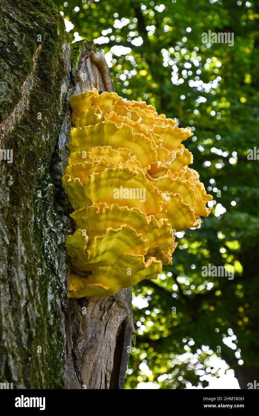 A large yellow fungus on an oak trunk Stock Photo