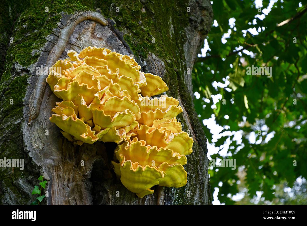 A large yellow fungus on an oak trunk Stock Photo